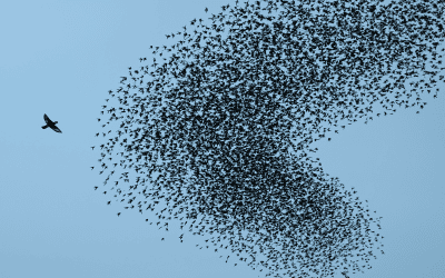 Mind Over Masses: Why Your CRAZY Uncle Won’t Change His Mind, But the Country Might Shift Opinions